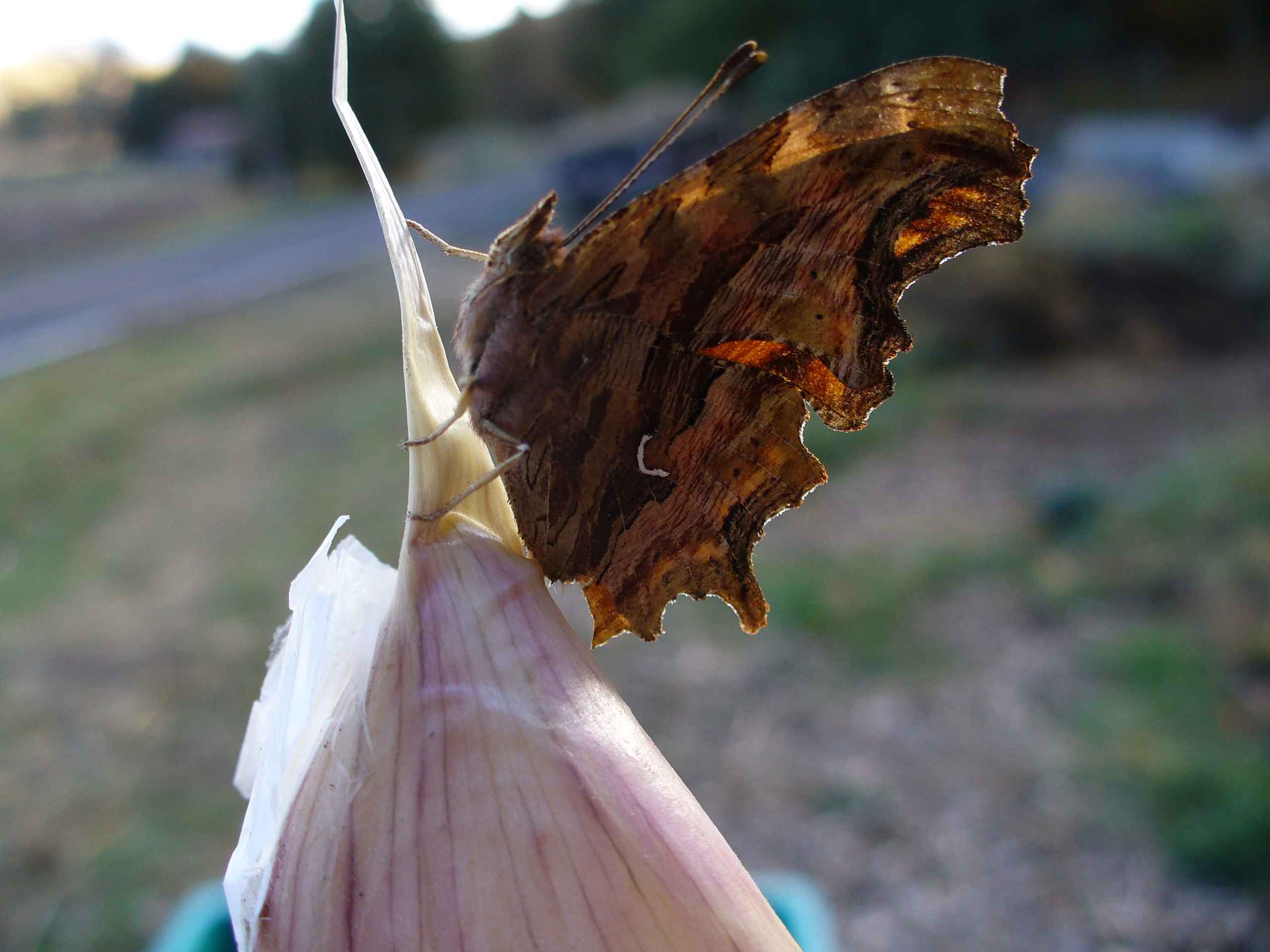 Butterfly by Susan Fluegel